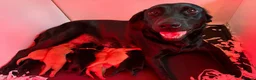 Labrador Retriever dogs for sale: Puppy for sale in Swindon - Advert 1