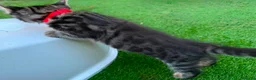 Bengal cats for sale: Bengal X Maine Coon Kittens - Advert 15
