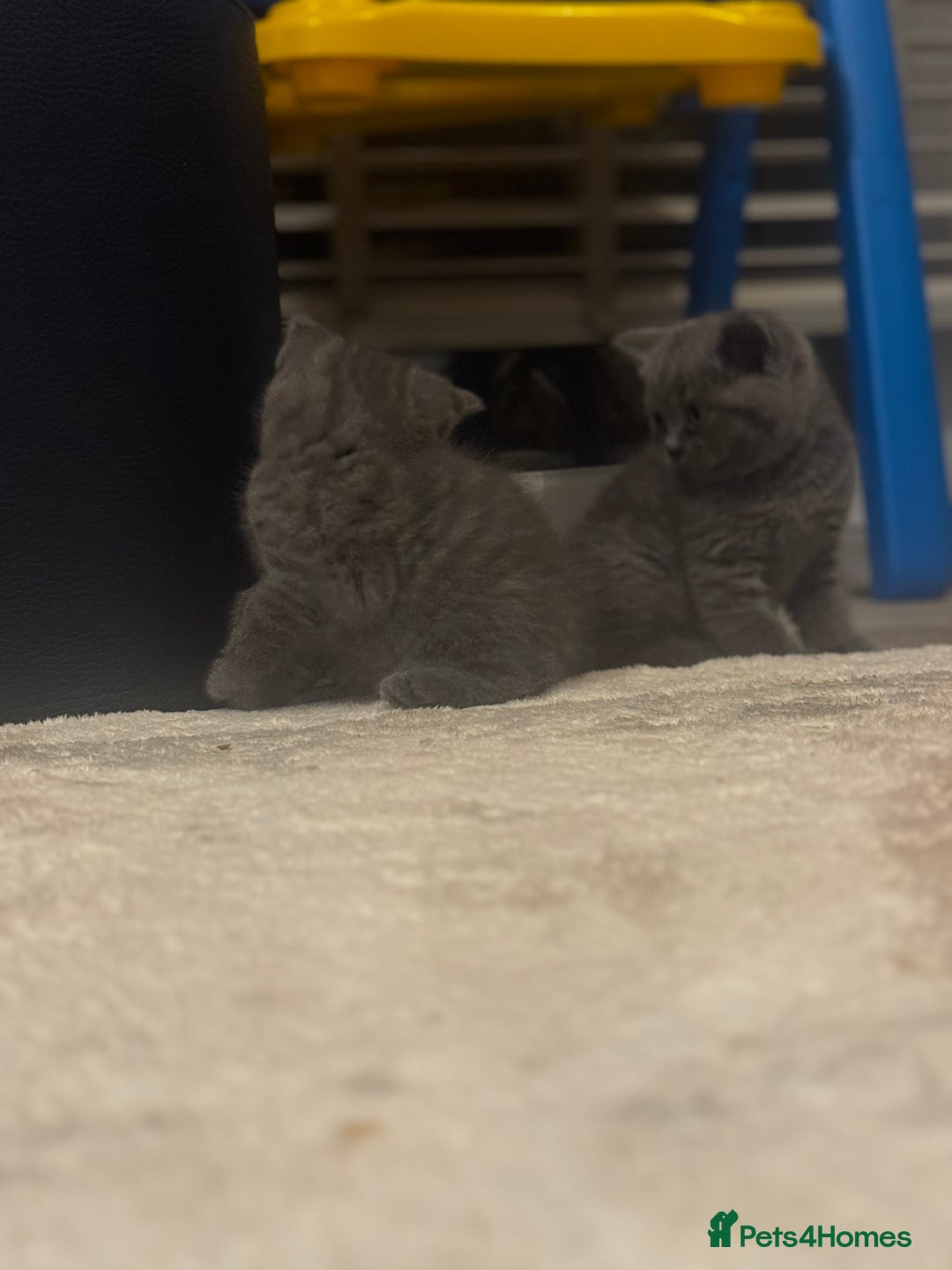 British Shorthair cats for sale: British short hair kittens - Advert 10