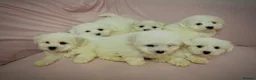Bichon Frise dogs for sale: 6 Beautiful bichon frise puppies 🐶  in Doncaster - Advert 29