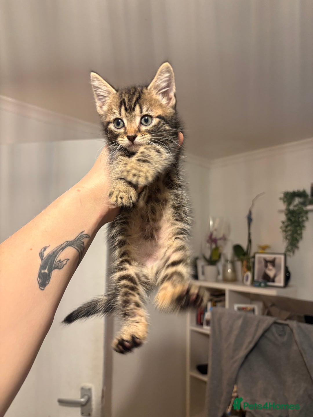 British Shorthair cats for sale: Tabby kitten - Advert 5