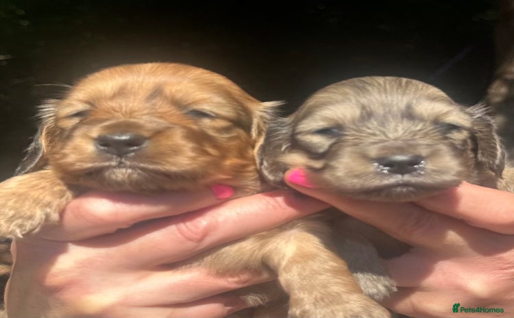Miniature Dachshund dogs - Advert 3