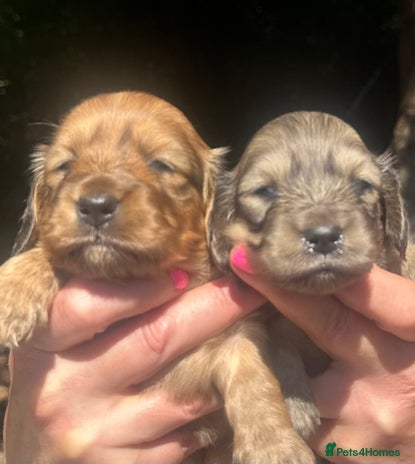 Miniature Dachshund dogs - Advert 11