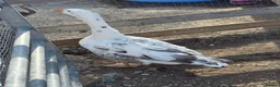 Geese poultry for sale: Mixed geese breed  - Advert 6