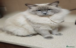 Ragdoll cats for sale: *READY TO LEAVE*beautiful Ragdoll babies for sale  - Image 16