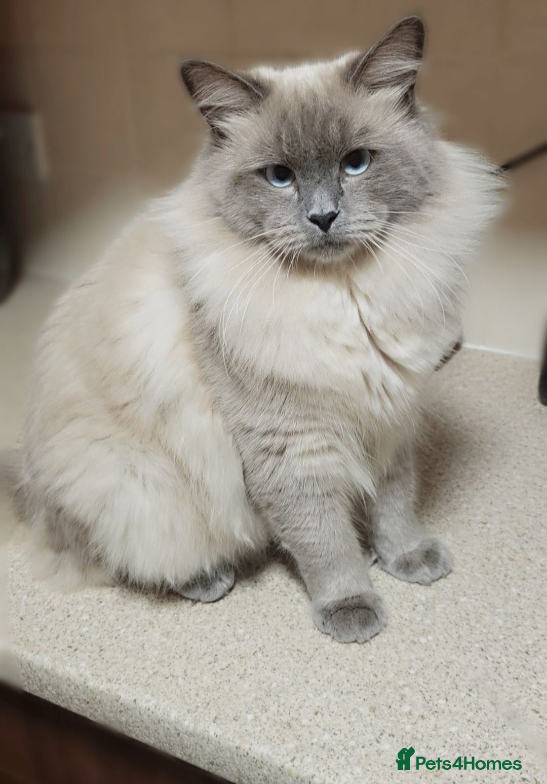 Ragdoll cats for sale: *READY TO LEAVE*beautiful Ragdoll babies for sale  - Image 16