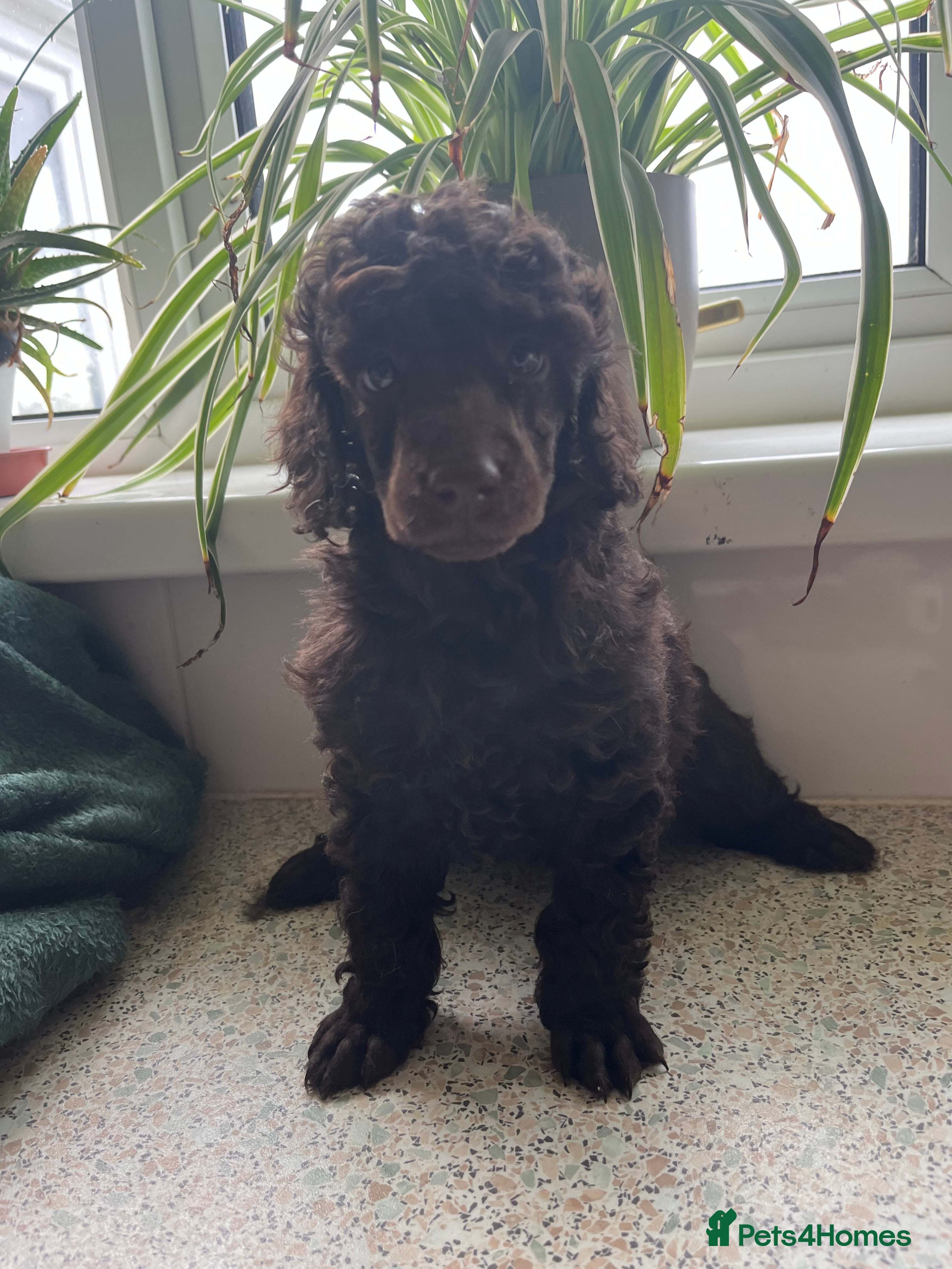 Miniature Poodle dogs Beautiful chocolate boy miniature poodle left   - Advert 15
