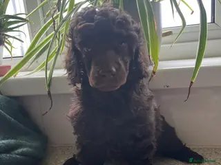 Miniature Poodle dogs Beautiful chocolate boy miniature poodle left - Advert 15