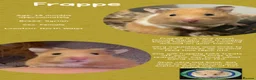Hamster rodents for sale: Hamsters for adoption  - Advert 2