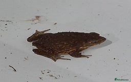 Toad reptiles for sale: Cane toad  - Image 1
