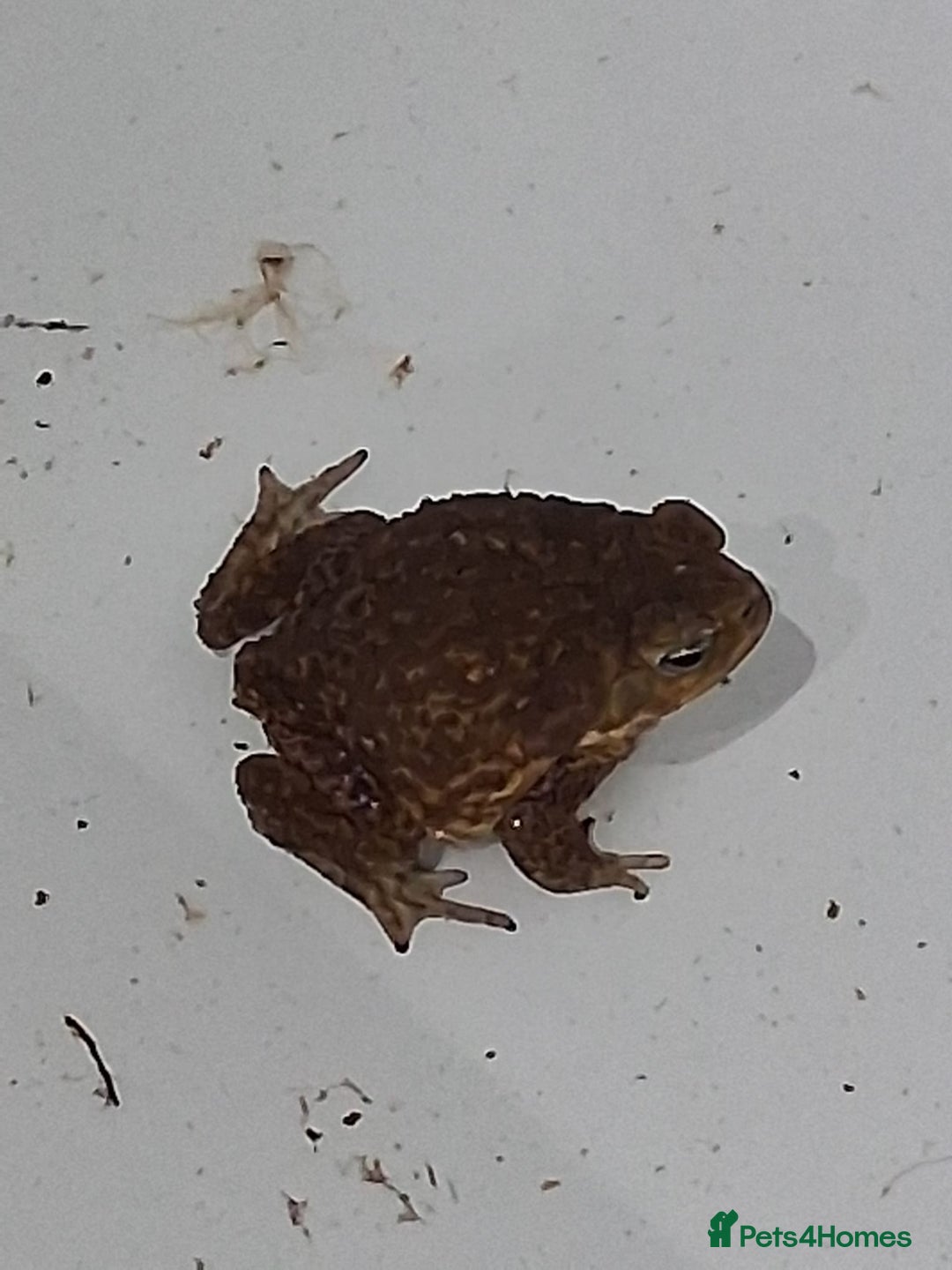 Toad reptiles for sale: Cane toad  - Image 1