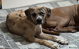 Mastiff dogs for sale: Merle Mastiff Girl Puppy For sale Cheap!! - Image 1