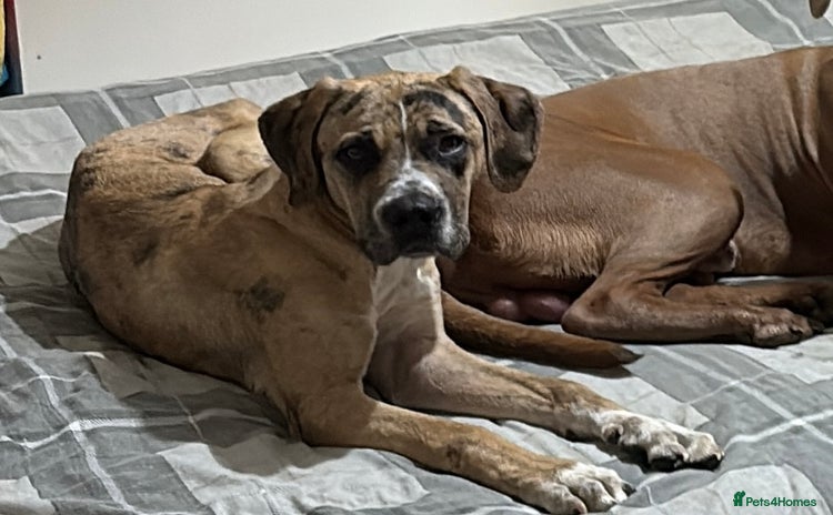 Mastiff dogs - Advert 1