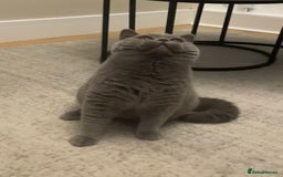 British Shorthair cats for sale: Beautiful GCCF British shorthair kittens - Image 17