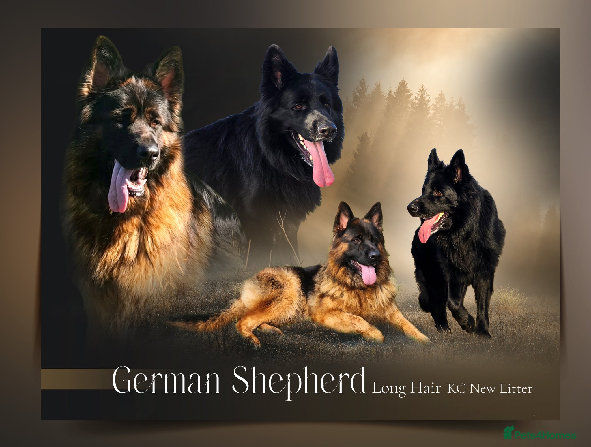 German Shepherd dogs German Shepherd Long Hair Black Litter  - Advert 4