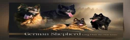 German Shepherd dogs for sale: German Shepherd Long Hair Black Litter  - Advert 1