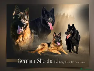 German Shepherd dogs German Shepherd Long Hair Black Litter - Advert 1