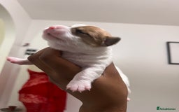 Mixed Breed dogs for sale: 🐾 Loving Homes Wanted for Two Puppies & Dad 🐾 - Image 23