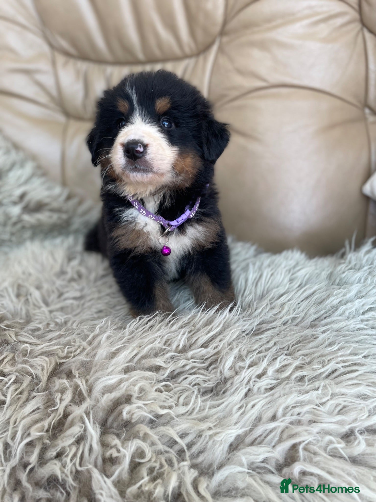 Bernese Mountain Dog dogs Stunning boys and girls - Advert 2