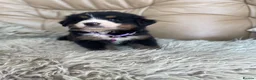 Bernese Mountain Dog dogs for sale: Stunning boys and girls - Advert 3
