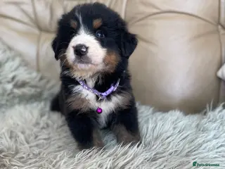 Bernese Mountain Dog dogs Stunning boys and girls - Advert 3