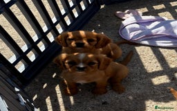 Cockalier dogs for sale: Gorgeous Cockalier Puppies… - Image 4