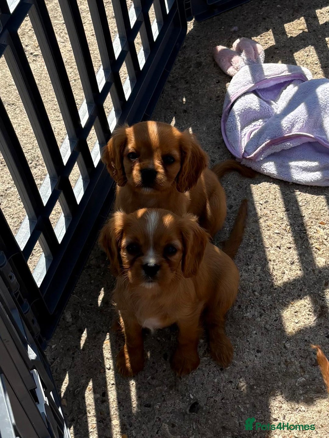 Cockalier dogs for sale: Gorgeous Cockalier Puppies… - Image 4