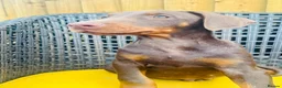 Dobermann dogs for sale: Beautiful family dobermans * 2 boys ready to go* - Advert 15