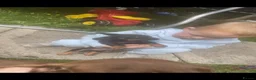 Miniature Dachshund dogs for sale: Miniature Dachshund  in Dungannon - Advert 20