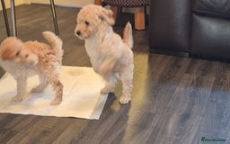 Miniature Poodle dogs for sale: LUXURY Litter of KC Registered Miniature Poodles - Image 21