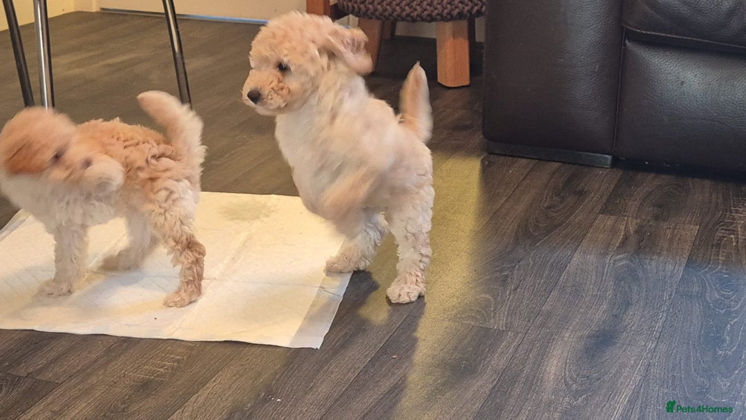 Miniature Poodle dogs for sale: LUXURY Litter of KC Registered Miniature Poodles - Image 21
