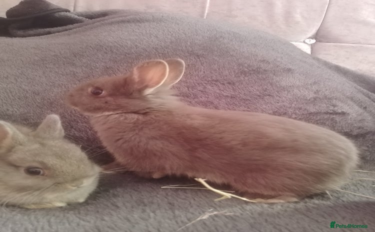 Netherland Dwarf rabbits Netherland dwarf rabbits - Advert 19