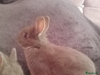 Netherland Dwarf rabbits Netherland dwarf rabbits - Advert 11