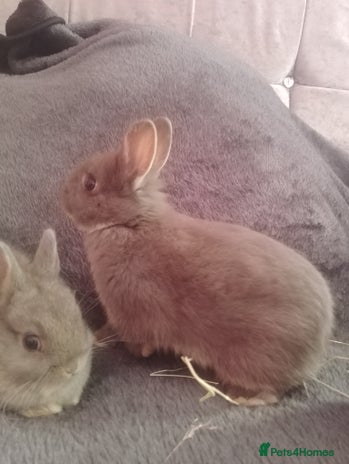 Netherland Dwarf rabbits Netherland dwarf rabbits - Advert 19