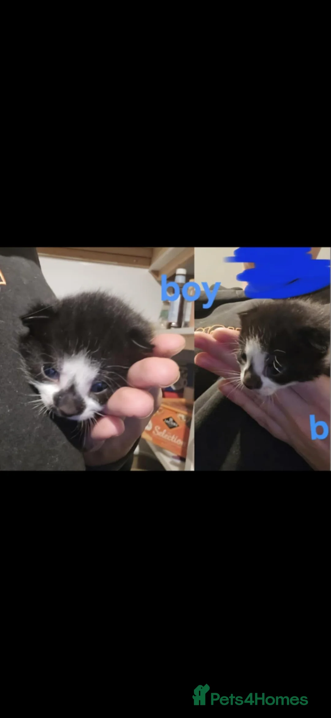 Domestic Shorthair cats for sale: 3 wee kittens looking for their forever home 💜 - Advert 2