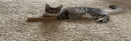 Maine Coon cats for sale: Maine Coon X Silver Tabby F in Aylesbury - Advert 5