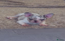 French Bulldog dogs for sale: French bulldog **  - Image 1