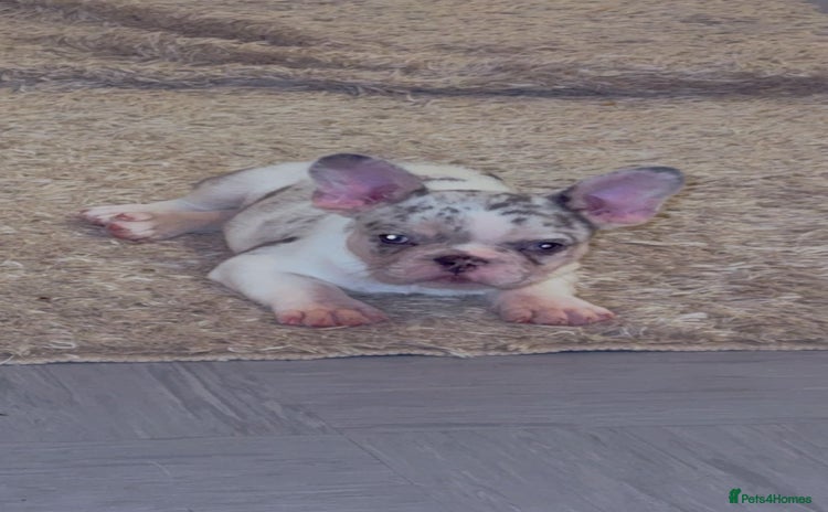 French Bulldog dogs - Advert 12