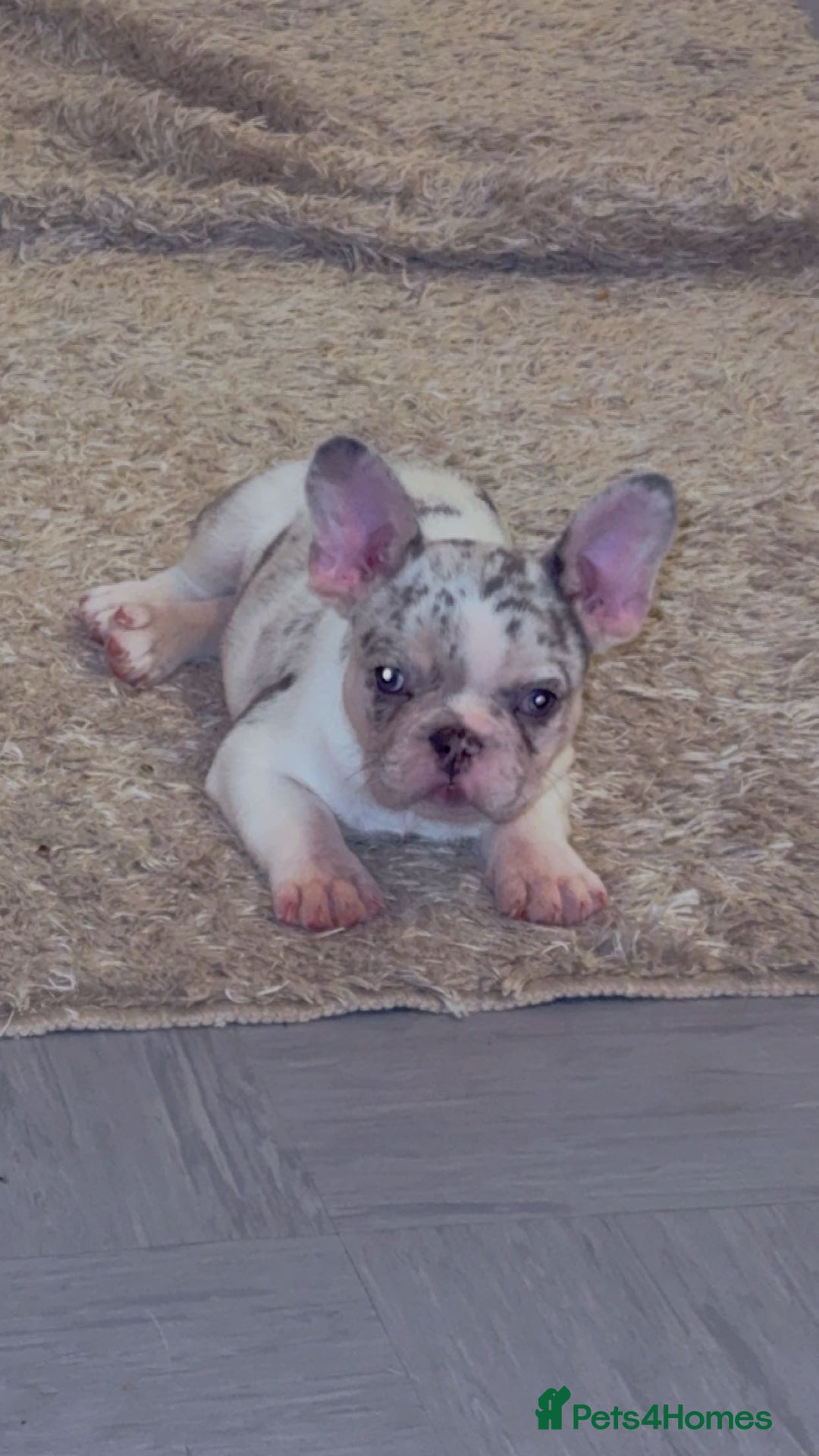 French Bulldog dogs for sale: French bulldog **  - Image 1