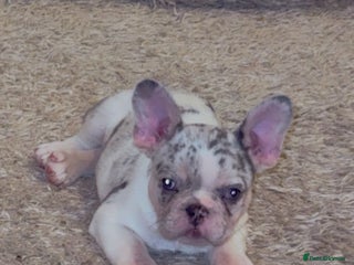 French Bulldog dogs - Advert 16