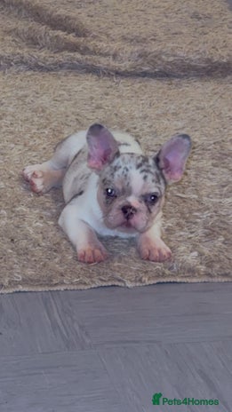 French Bulldog dogs - Advert 12