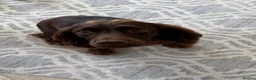 Sprocker dogs for sale: Female Sprocker - Advert 4