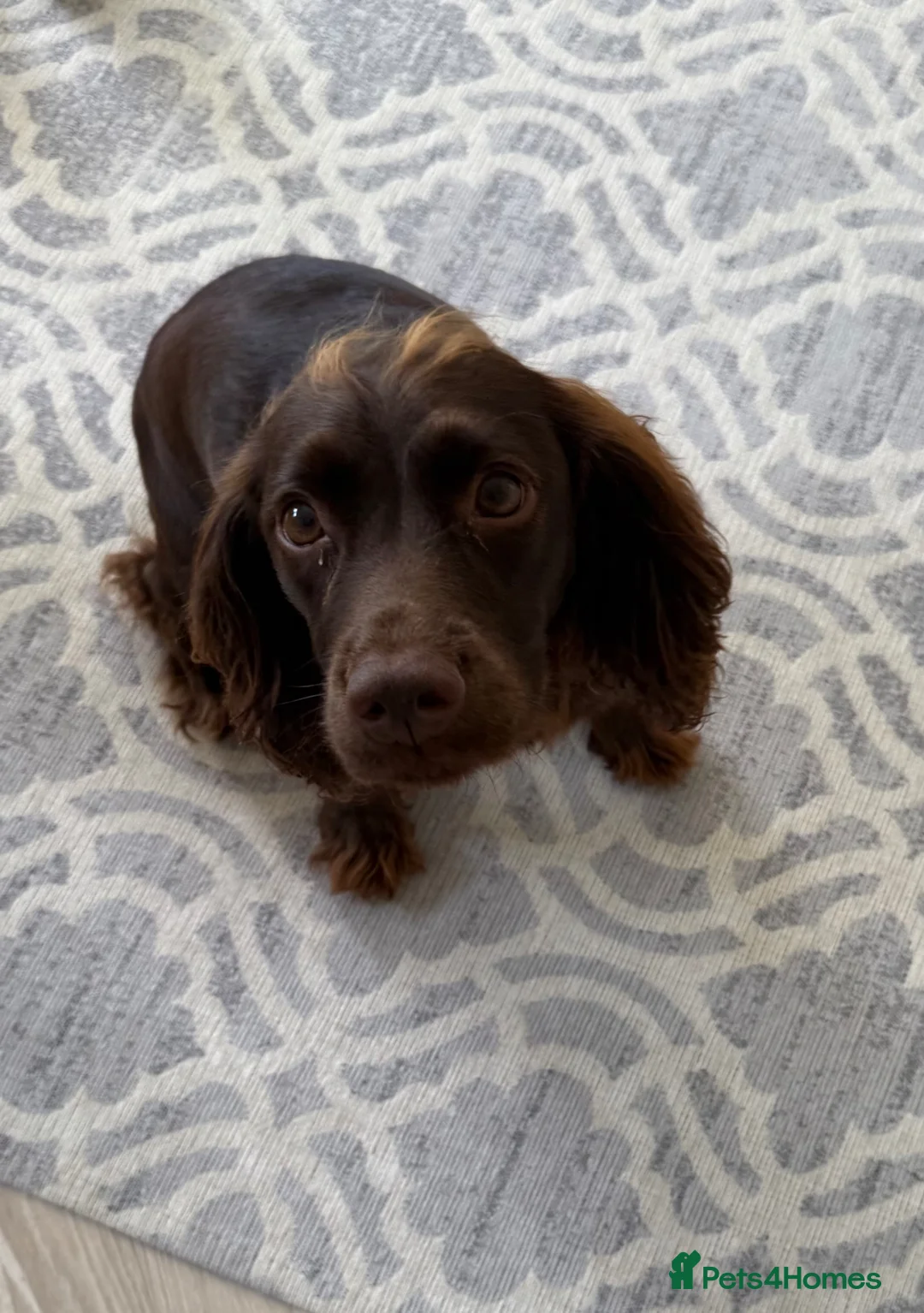 Sprocker dogs for sale: Female Sprocker - Advert 4