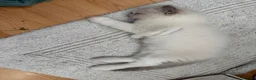 Ragdoll cats for sale: Beautiful Ragdoll kittens in Loughton - Advert 7