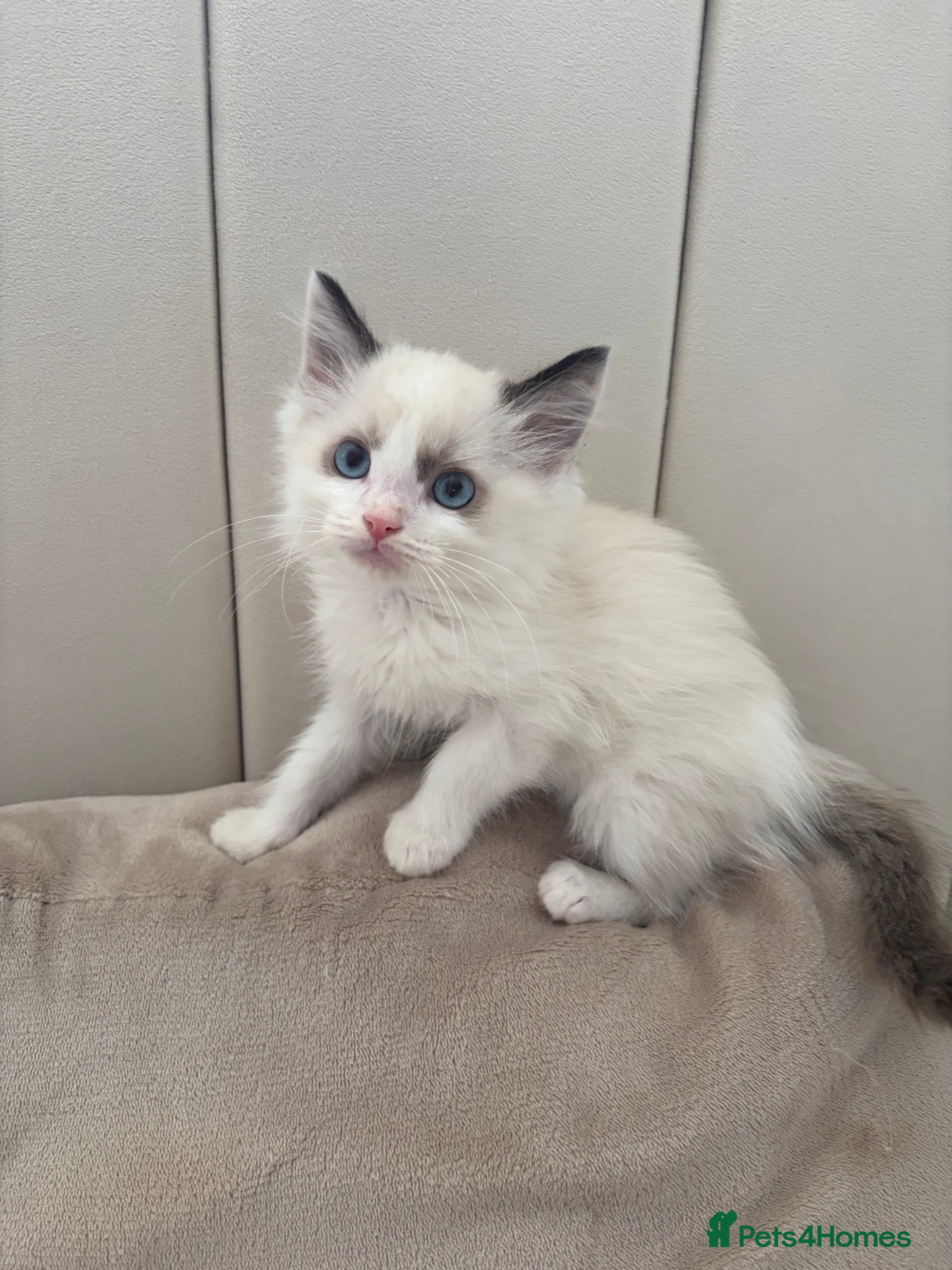 Ragdoll cats Last Beautiful Pure Breed Ragdoll Kitten🤍 - Advert 6