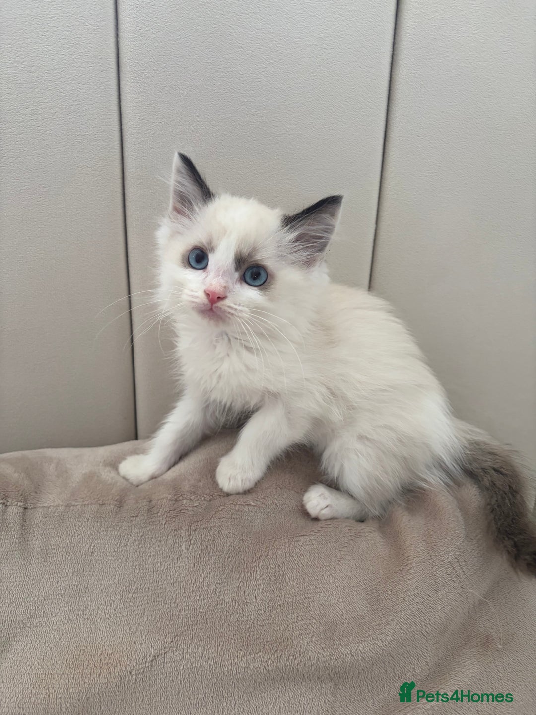 Ragdoll cats for sale: All Kittens Are Now SOLD🩵 - Advert 2