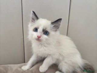Ragdoll cats Last Beautiful Pure Breed Ragdoll Kitten🤍 - Advert 5