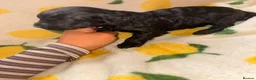 Cockapoo dogs for sale: F1 Cockapoo Puppies  - Advert 12
