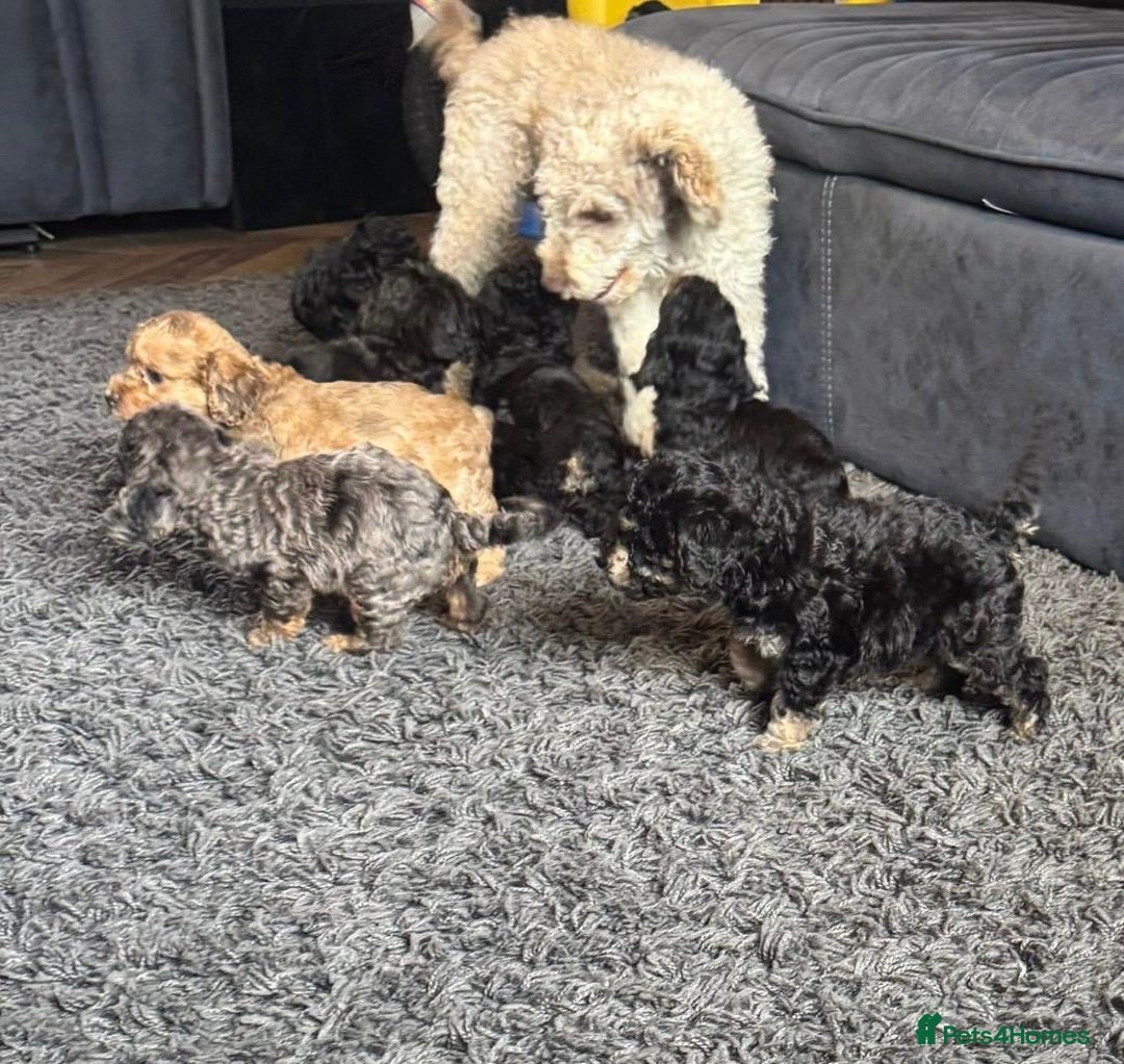 Cockapoo dogs for sale: F1 Cockapoo Puppies. - Image 2