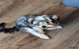 Yorkshire Terrier dogs for sale: 6-Month-Old Female Yorkshire Terrier  - Image 4